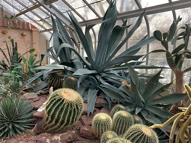 The monstrous blue agave plant in Lamberton Conservatory's makes visitors feel utterly transported from wintery Rochester. - PHOTO BY RYAN WILLIAMSON