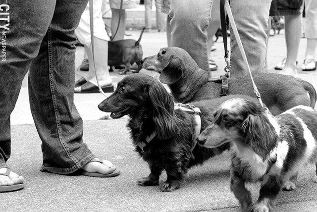 The Rochester Dachshund Parade celebrates the diminutive pups with a promenade around Washington Square Park. - FILE PHOTO