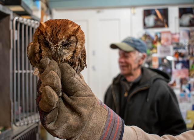 A screech owl, blind in one eye, recovering in Bellman's workshop. - PHOTO BY JACOB WALSH