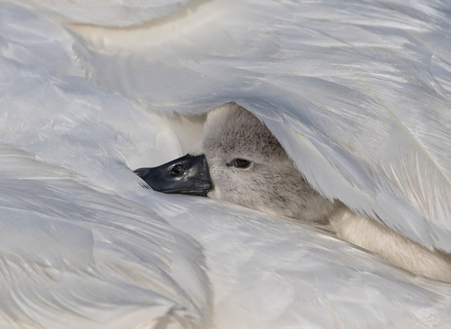 A swan cygnet on the back of its mother. - PHOTO BY AARON WINTERS