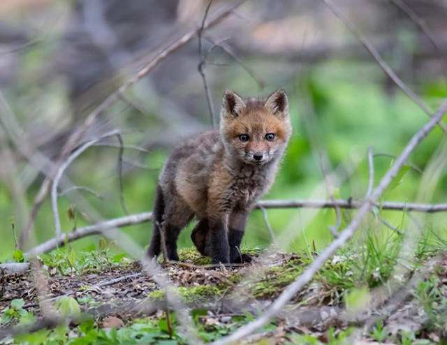 A fox kit in Rush, New York. - PHOTO BY AARON WINTERS