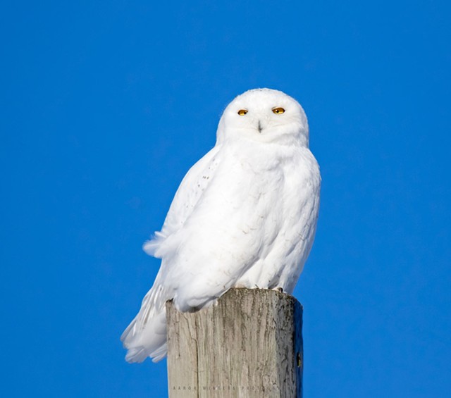 Snowy Owl in Cape Vincent, New York. - PHOTO BY AARON WINTERS