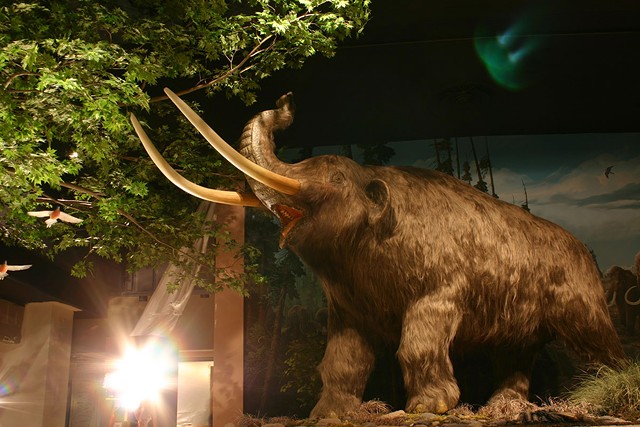 A full-sized replica mastadon in the Expedition Earth exhibit at the Rochester Museum and Science Center.
