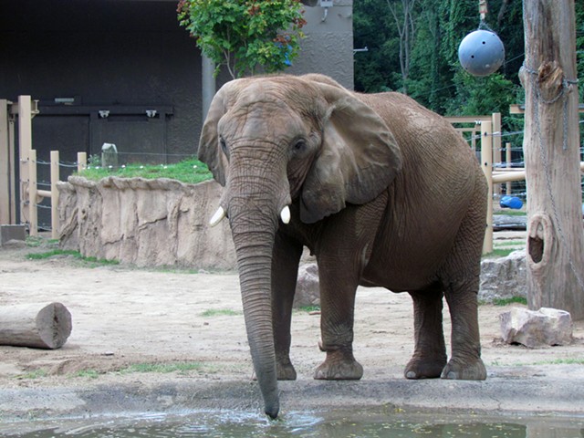 An elephant at Seneca Park Zoo.